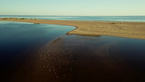 Flock-Of-Waterbirds-On-Sea-Surface-Near-Sandy-Shore