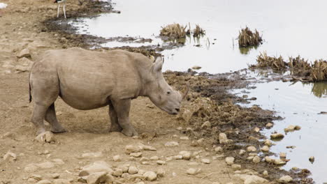 White-rhino-with-horn-stands-at-waterhole-in-Kenya-in-Africa