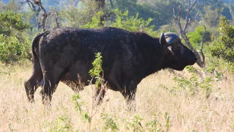Un-Búfalo-Africano-En-Hábitat-Natural