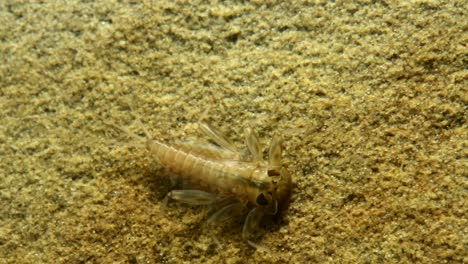 Mayfly-nymph-moving-on-a-rock-in-a-trout-stream