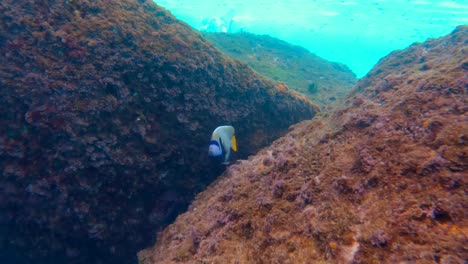Snorkelling--beautiful-butterfly-fish-swimming-near-rocks-with-seaweeds-slow-motion