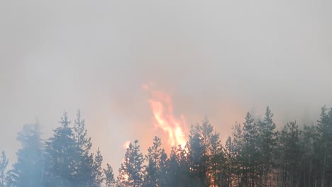 Wildfire-rapidly-spreading-through-pine-trees