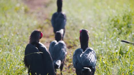 Schwarm-Südlicher-Nashornvögel,-Die-Auf-Feldweg-Im-Gras-Spazieren