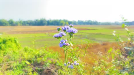 Closeup-of-Blue-Mistflower-flower-in-Bangladesh-countryside-landscape,-sunny-day