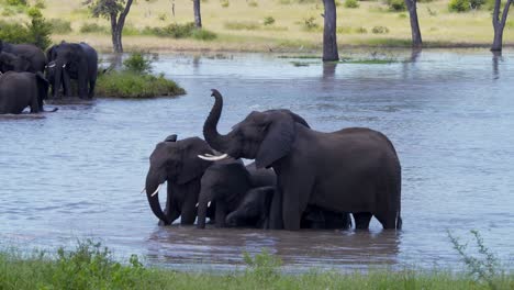 Elefantenfamilie-Steht-Zusammen-Im-Savannah-Lake,-Einer-Hebt-Seinen-Rüssel
