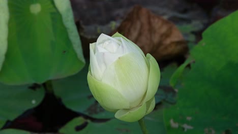 A-Lotus-Flower-about-to-open-as-a-bee-flies-over-it,-Nelumbonaceae