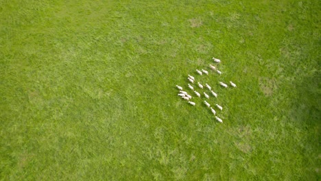 Flock-of-sheep-on-green-meadow