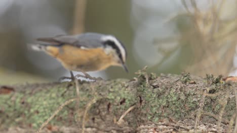 Slow-motion-video-of-a-hungry-red-breasted-nuthatch-pecking-at-the-bark-of-a-spruce-tree-and-eating-a-hidden-bug-before-flying-away