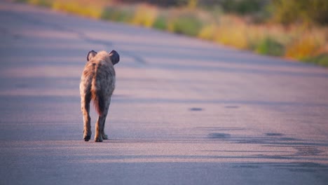 Backside-of-Spotted-hyena-walking-on-savannah-asphalt-road-at-dusk