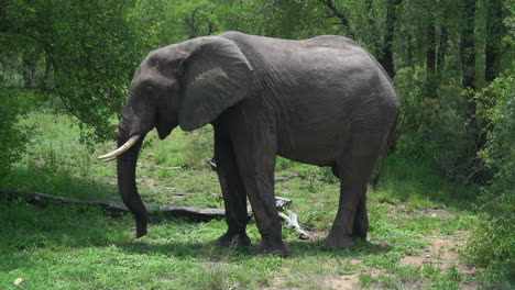 Kruger-National-Park-big-five-elephant-eating-marula-tree-Sclerocarya-birrea-nuts-with-long-trunk-South-Africa-wild-life-lush-wet-season-spring-summer-daytime-sunlight-cinematic-still-tripod