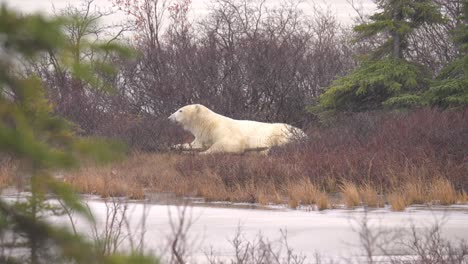 A-resting-polar-bear-waits-for-the-winter-freeze-up-amongst-the-sub-arctic-brush-and-trees-of-Churchill,-Manitoba