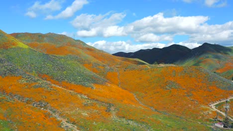 Aerial-California-Poppies-Super-Bloom-Flowers-Mountains-Springtime-Beauty-Color-Hills-Nature-Landscape