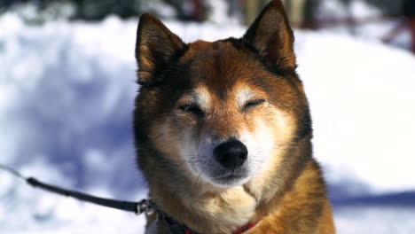 Shiba-Inu-Welpenliebe-Mitten-Im-Winter-HaustierliebhaberKopf-Eines-Süßen,-Liebenswerten-Hundes-Mit-Herzgesicht-An-Der-Leine-Filmischer-Copper-Mountain-Colorado-USA