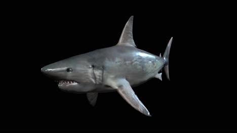 Weißer-Hai-Schwimmt-Auf-Schwarzem-Hintergrund,-Perspektivische-Schrägansicht-Von-Vorne,-3D-Animation,-Nahtlose-Schleifenanimation
