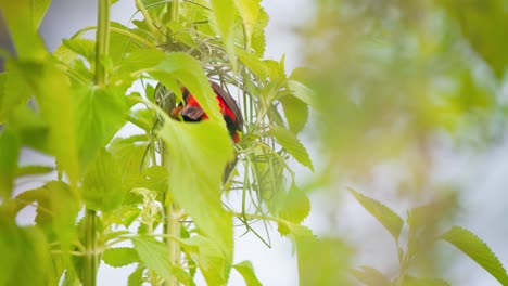 Male-Southern-red-bishop-bird-weaving-nest-in-leafy-green-bush-twigs
