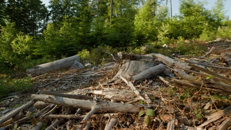 Deforested-dead-dry-branches-and-stumps-in-spruce-forest-hit-by-bark-beetle-in-Czech-countryside
