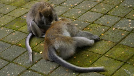 static-shot-of-macaque-monkeys-in-Sacred-Monkey-Forest-Sanctuary-in-bali-indonesia-during-delousing-on-the-ground