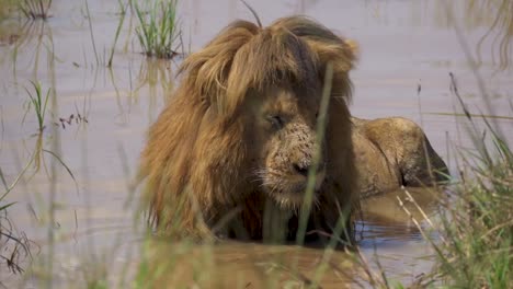 Male-Lion-laying-in-water-surrounded-by-grass-and-shaking-flies-off-his-face
