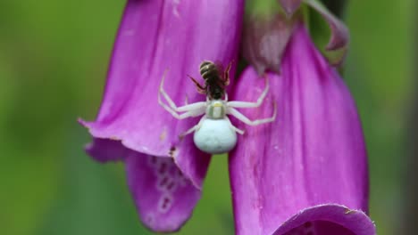 Flower-Crab-Spider,-Misumena-vatia-catching-prey-on-Foxglove-flower