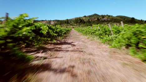 FPV-cinematic-and-immersive-view-on-a-dirt-road-between-vineyards-in-trellis-formation,-blur-effect-due-to-the-speed-of-the-shot,-mountain-in-the-background