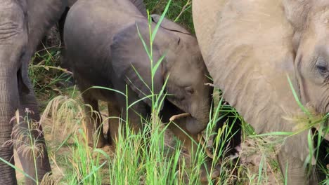 Nahaufnahme-Eines-Jungen-Afrikanischen-Elefanten,-Der-Mit-Anderen-Erwachsenen-Auf-Langem-Gras-Weidet-Und-Mit-Den-Ohren-Flattert