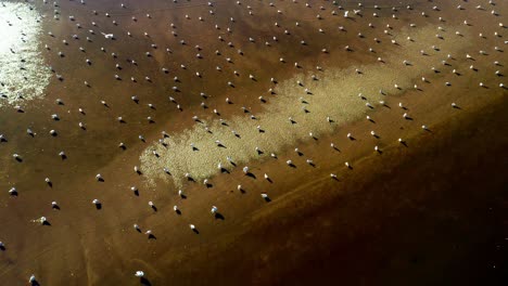 Birds-Resting-On-The-Golden-Sand-During-Sunset---aerial-top-down-Baltic-Sea---Poland