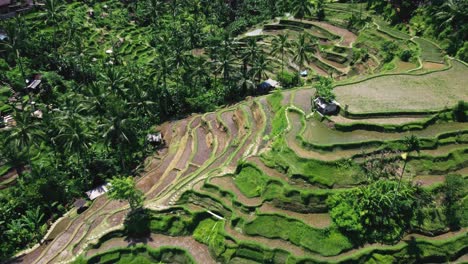 Drohnenaufnahmen-Von-Tegallalang-Reisterrassen-Auf-Bali,-Die-Die-Ikonische-Landschaft-Einfangen