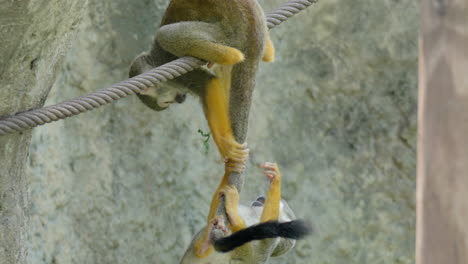 Saimiri-or-Squirrel-Monkeys-Fight-Over-Food-on-Rope