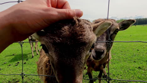 Close-up-of-hand-gently-petting-an-eating-Soay-lamb-on-a-sunny-day