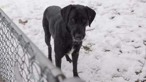 Snowing-on-first-day-of-spring-with-black-lab-dane-labradane-dog-on-other-side-of-chain-link-fence-looking-back-then-to-camera-and-back-again---in-Cinema-4k-half-speed-at-30fps