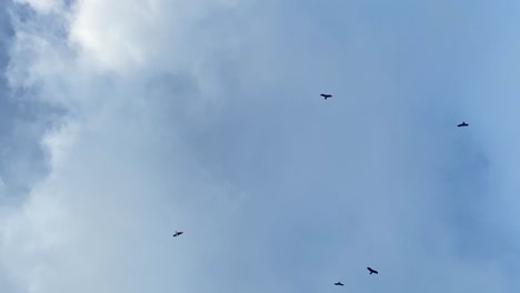 Crows-and-ravens-circle-high-above-under-a-cloudy-blue-sky