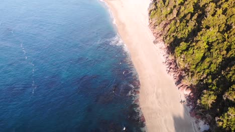 Lush-Coastal-Forest-Along-The-Golden-Sandy-Shore-Of-Monro-Beach-In-South-Island,-New-Zealand---aerial-drone,-tilt-down