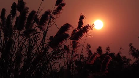 Silhouette-grass-flower-on-the-sunset-2