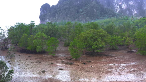 Pack-of-wild-dogs-prowling-wet-coastal-mangrove-forest-at-low-tide
