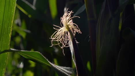 Die-Sonne-Hebt-Maispflanzen-Hervor