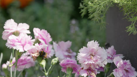 Nahaufnahme-Einer-Honighummel,-Die-An-Einem-Sonnigen-Sommertag-Pollen-Von-Rosa-Und-Violetten-Nelkenblüten-Sammelt