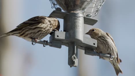 Pair-Of-Pine-Siskin-Eating-Seeds-From-Bird-Feeder-Hanging-On-The-Tree