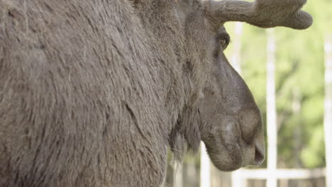 Masticating-bull-moose-with-fresh-antler-regrowth,-closeup-from-behind