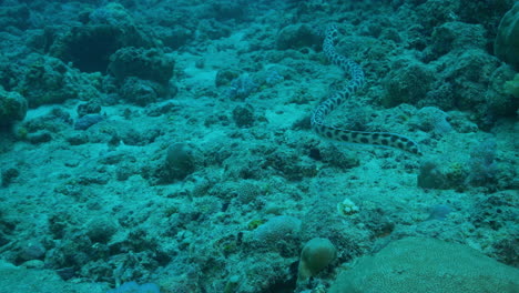 Unglaubliche-Gefleckte-Schlange,-Die-über-Dem-Meeresboden-Schwimmt