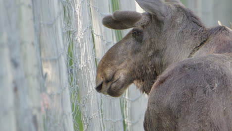 Sad-captive-Eurasian-elk-stands-still-and-stares-out-through-wire-fence,-closeup
