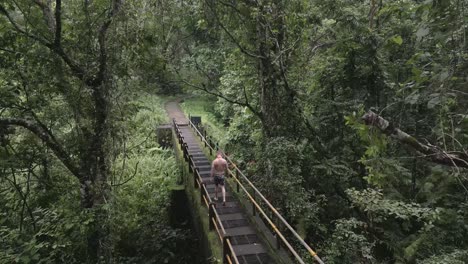 Proximity-aerial-descends-through-jungle-trees,-man-walking-on-bridge