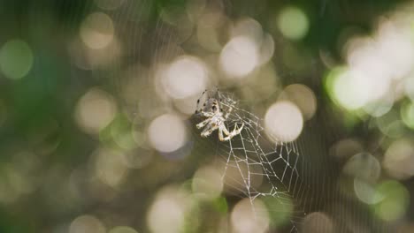 Orb-weaver-spider-sitting-on-its-web-waiting-for-its-next-meal-while-the-spider-web-glistens-in-the-sun