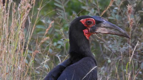 Rückansicht-Des-Südlichen-Hornvogels-Im-Krüger-Nationalpark