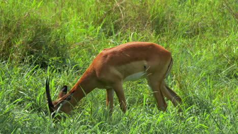Young-impala-grazing-eating-grass-Kruger-National-Park-big-five-spring-summer-lush-greenery-Johannesburg-South-Africa-wildlife-mid-day-daytime-walking-around-cinematic-close-up-follow-movement