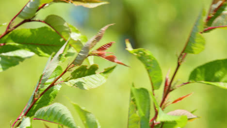 Rote-Und-Grüne-Blätter-Wehen-Sanft-Im-Sommerwind