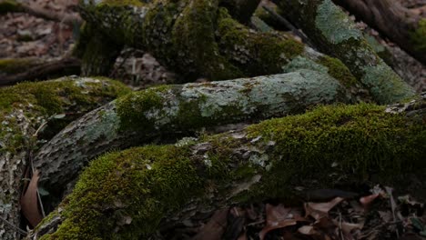 Green-moss-in-the-woods,-located-at-surface-of-wooden-branch-remains-lying-onto-ground-surface,-trees-and-rotting-wood-concept