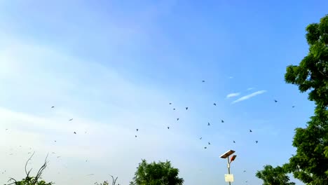 Tauben-Fliegen-Zeitlupenvideo