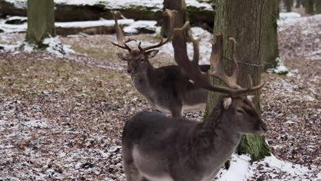Two-white-tailed-deer-stand-in-snowy-forest,-facing-opposite-directions-with-alert-expressions