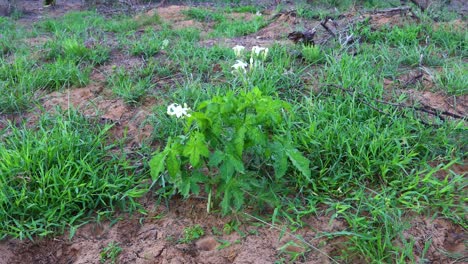 Texas-Bullnettle-Cnidoscolus-texanus-plant-with-flower-blooms