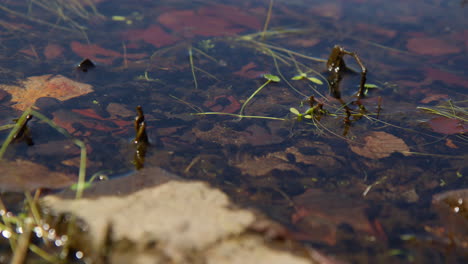 Close-Up-View-of-a-School-of-Tadpoles-Navigating-Through-Green-Pondweed-and-Orange-Leaves-in-a-Vibrant-Summer-Pond